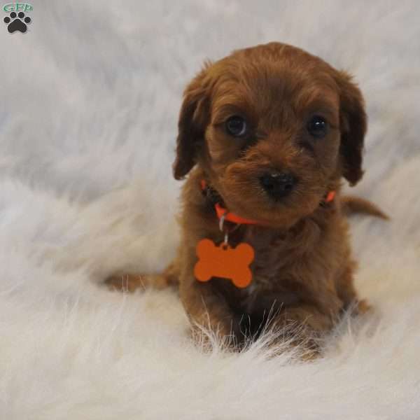 Jupiter, Cavapoo Puppy